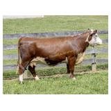 CJF MS KEYSTONE K11