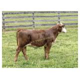 ESF J476 21J PRISCILLA P710