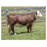 ESF J01 83G NOVALEIGH N670