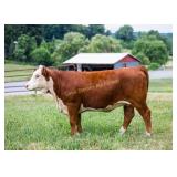 JDS TRUE ESSENCE 2296 N1