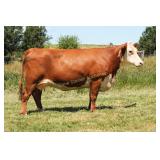CHURCHILL LADY 865F
