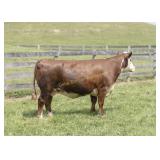 CJF MS KARLOTTA 06K