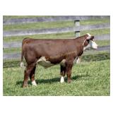 ESF L562 P606 PIERRE P695
