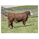ESF K22 44U PALMER P683