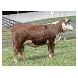 ESF H453 8051 NINA N641