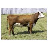SSF 5208 PATTY PERFECTO 484
