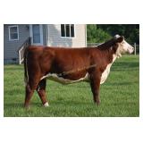 BR 38E TRACY 7K