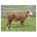 ESF M623 81E PATRICIA P703