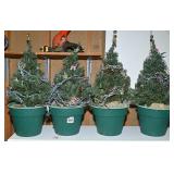 Four potted Christmas tress