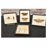Insect Collection