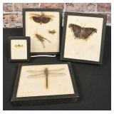 Insect Collection