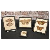 Insect Collection