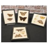 Insect Collection