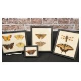 Insect Collection