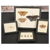 Insect Collection