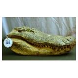 A Preserved Alligator Head