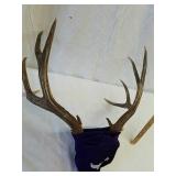 10 point antler rack 10 point antler rack