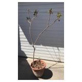 Live tree unknown origin in terra-cotta planter Live tree unknown origin in terra-cotta planter