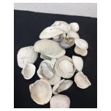 Group of sea shells
