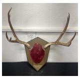 12ï¿½ wood plaque with 13ï¿½ antlers