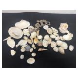 Group of seashells