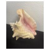 7ï¿½x9ï¿½ Seashell