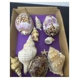 Sea shells