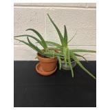 2 aloe Vera plants