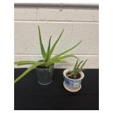 2 aloe Vera plants