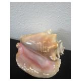9ï¿½ seashell