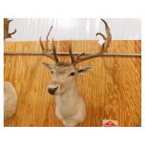 FALLOW DEER HEAD SHOULDER MOUNT