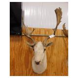 FALLOW DEER HEAD SHOULDER MOUNT FALLOW DEER HEAD SHOULDER MOUNT