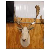 FALLOW DEER HEAD SHOULDER MOUNT