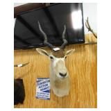 KUDU AFRICAN HEAD SHOULDER MOUNT