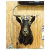 LONGHORN GOAT HEAD SHOULDER MOUNT