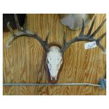 EUROPEAN STYLE DEER MOUNT