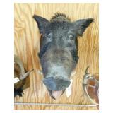 BOAR SHOULDER MOUNT BOAR SHOULDER MOUNT