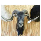 SHEEP SHOULDER MOUNT SHEEP SHOULDER MOUNT