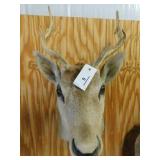 DEER SHOULDER MOUNT