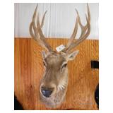 DEER SHOULDER MOUNT