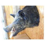 BOAR SHOULDER MOUNT BOAR SHOULDER MOUNT