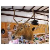 PERE DAVIDS DEER SHOULDER MOUNT PERE DAVIDS DEER SHOULDER MOUNT