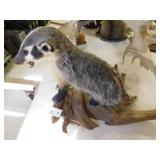 BADGER FULL BODY LIVE MOUNT BADGER FULL BODY LIVE MOUNT