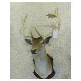 FALLOW DEER HEAD SHOULDER MOUNT FALLOW DEER HEAD SHOULDER MOUNT