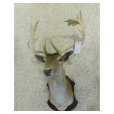 FALLOW DEER HEAD SHOULDER MOUNT