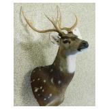 AXIS DEER SHOULDER MOUNT AXIS DEER SHOULDER MOUNT
