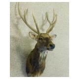 ELK SHOULDER MOUNT ELK SHOULDER MOUNT