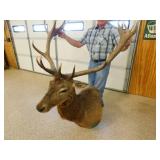 RED STAG SHOULDER MOUNT