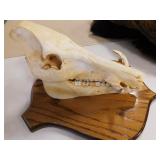 HOG SKULL MOUNT HOG SKULL MOUNT