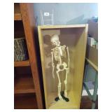 32" Skeleton in Cabinet, Anatomy Book, Pics
